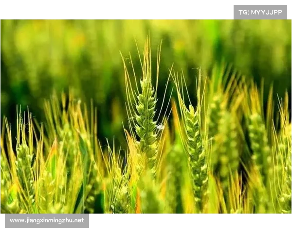 在小满时节感受自然的丰盈与宁静,享受大地的馈赠与生命的律动 在小满时节感受自然的丰盈与宁静,享受大地的馈赠与生命的律动